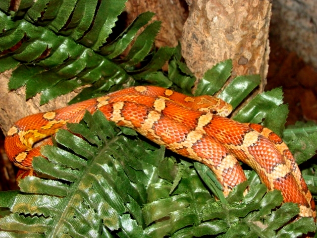 Śląski Ogród Zoologiczny - Pantherophis guttatus