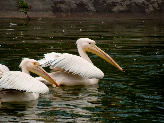 Śląski Ogród Zoologiczny - pelikany