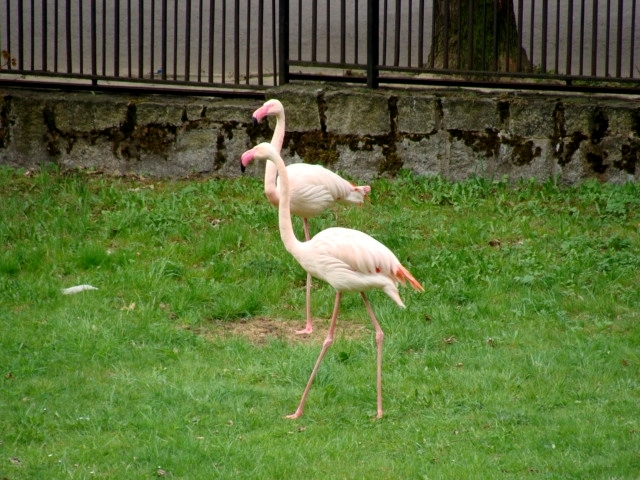 Śląski Ogród Zoologiczny - Phoenicopterus ruber roseus