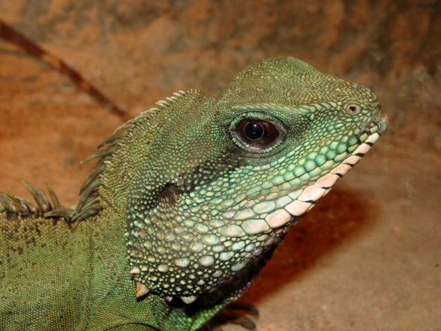 Śląski Ogród Zoologiczny - Physignathus cocincinus