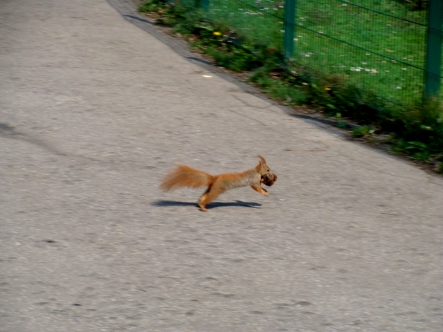 Śląski Ogród Zoologiczny - Sciurus vulgaris