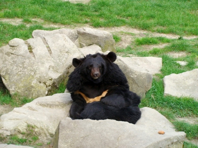 Śląski Ogród Zoologiczny - Selenarctos thibetanus
