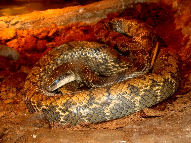 Śląski Ogród Zoologiczny - Snakes