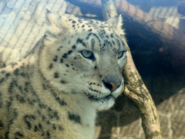 Śląski Ogród Zoologiczny - Uncia uncia