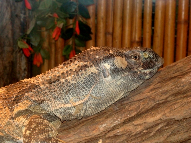 Śląski Ogród Zoologiczny - Varan