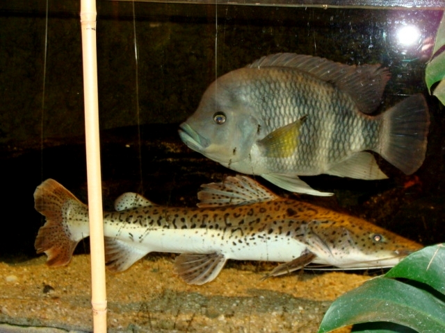 Śląski Ogród Zoologiczny