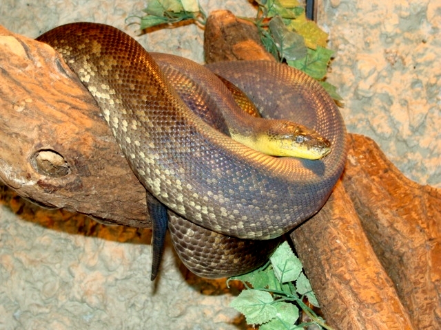 Śląski Ogród Zoologiczny