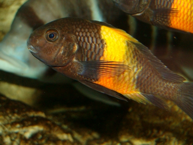 Śląski Ogród Zoologiczny