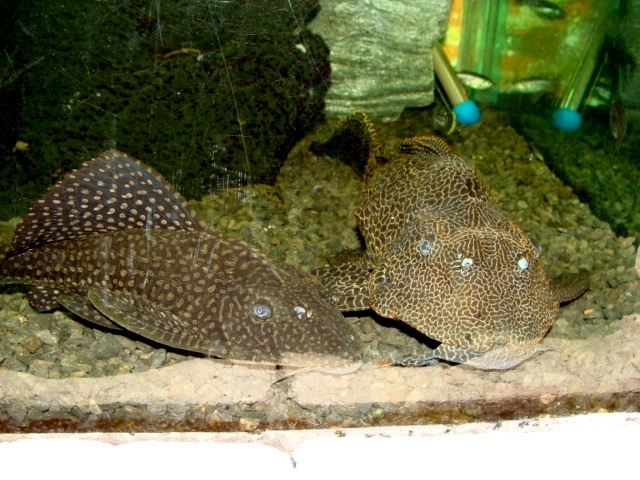 Śląski Ogród Zoologiczny