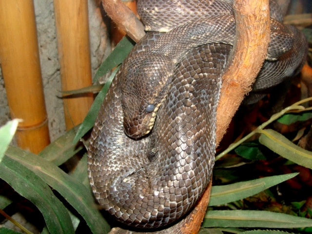 Śląski Ogród Zoologiczny