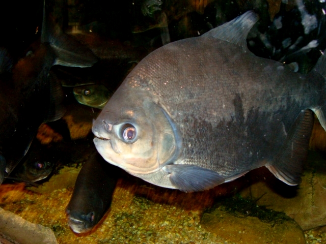 Śląski Ogród Zoologiczny