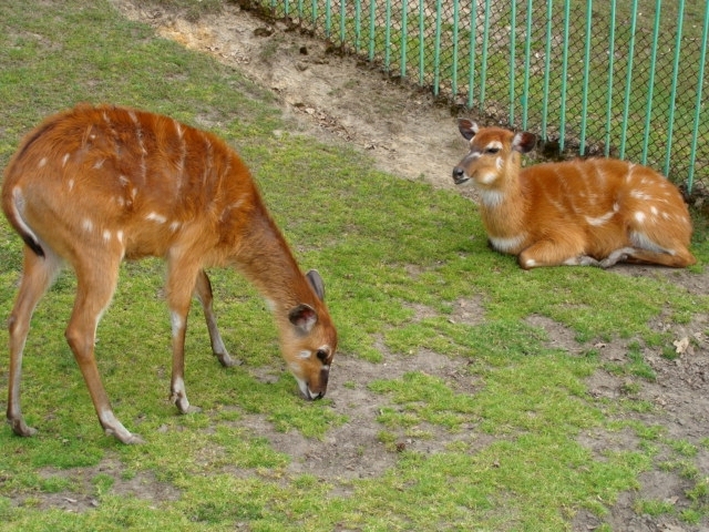Śląski Ogród Zoologiczny