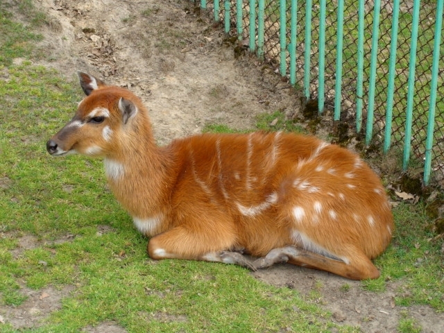 Śląski Ogród Zoologiczny
