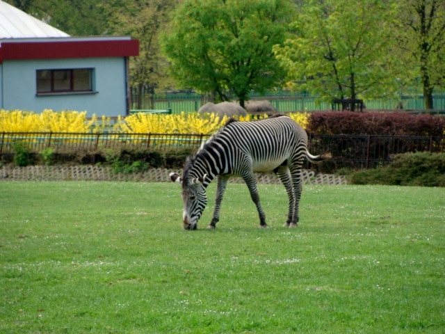 Śląski Ogród Zoologiczny