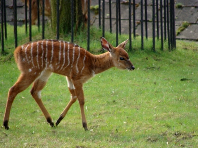 Śląski Ogród Zoologiczny