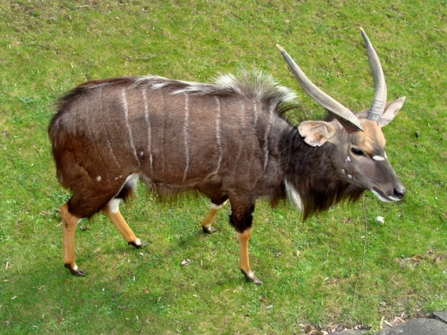 Śląski Ogród Zoologiczny
