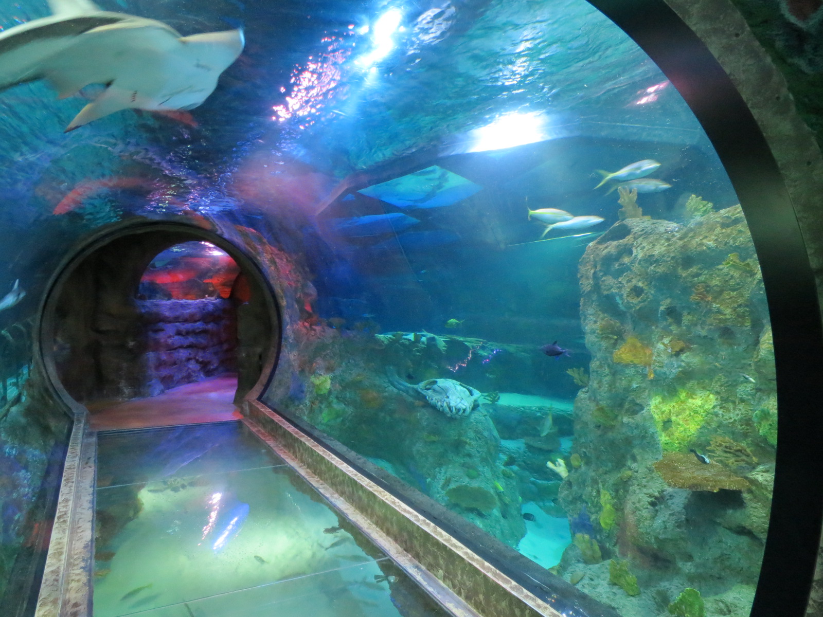 360-degree Ocean Tunnel - First Tunnel