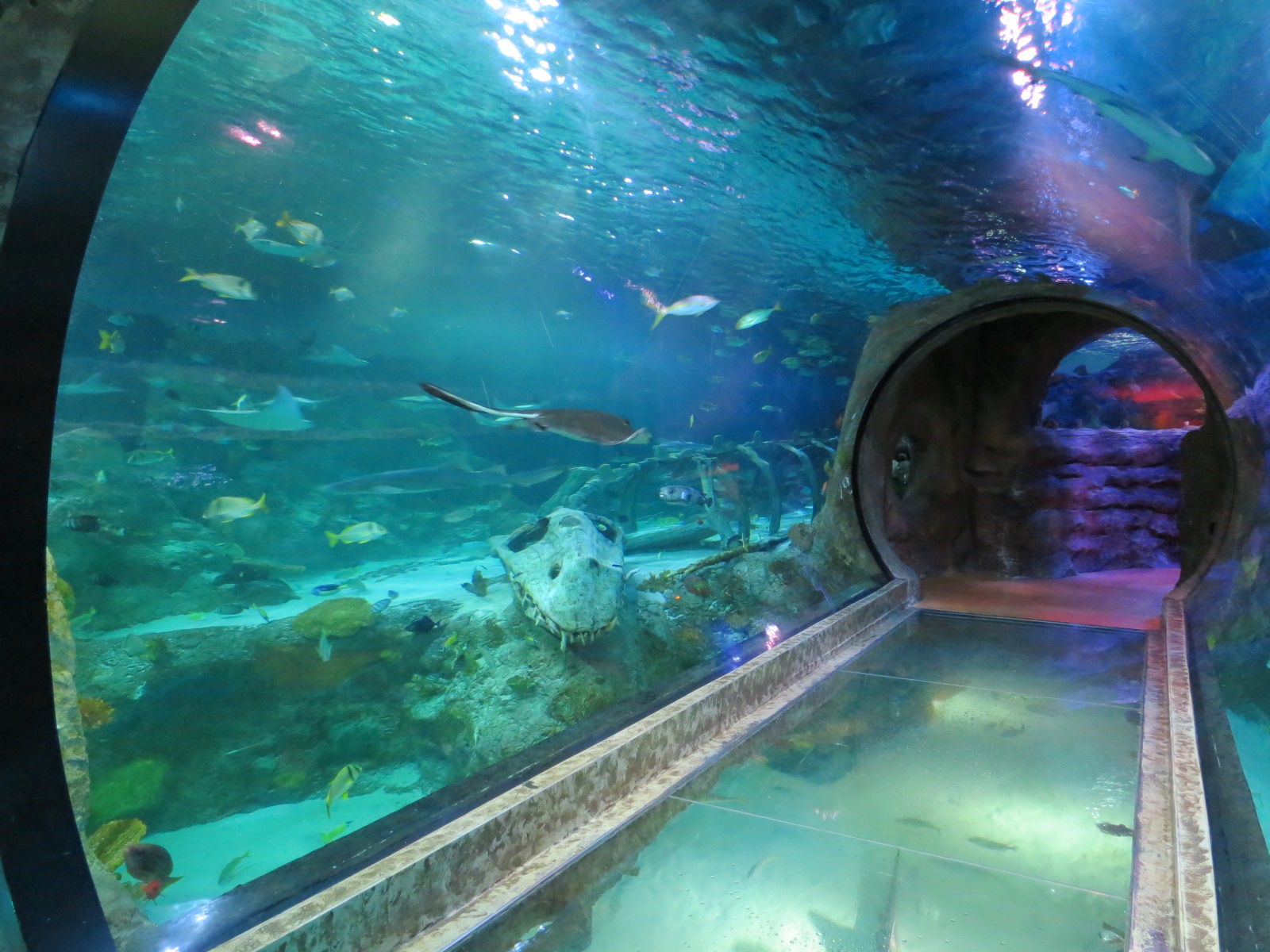 360-degree Ocean Tunnel - First Tunnel