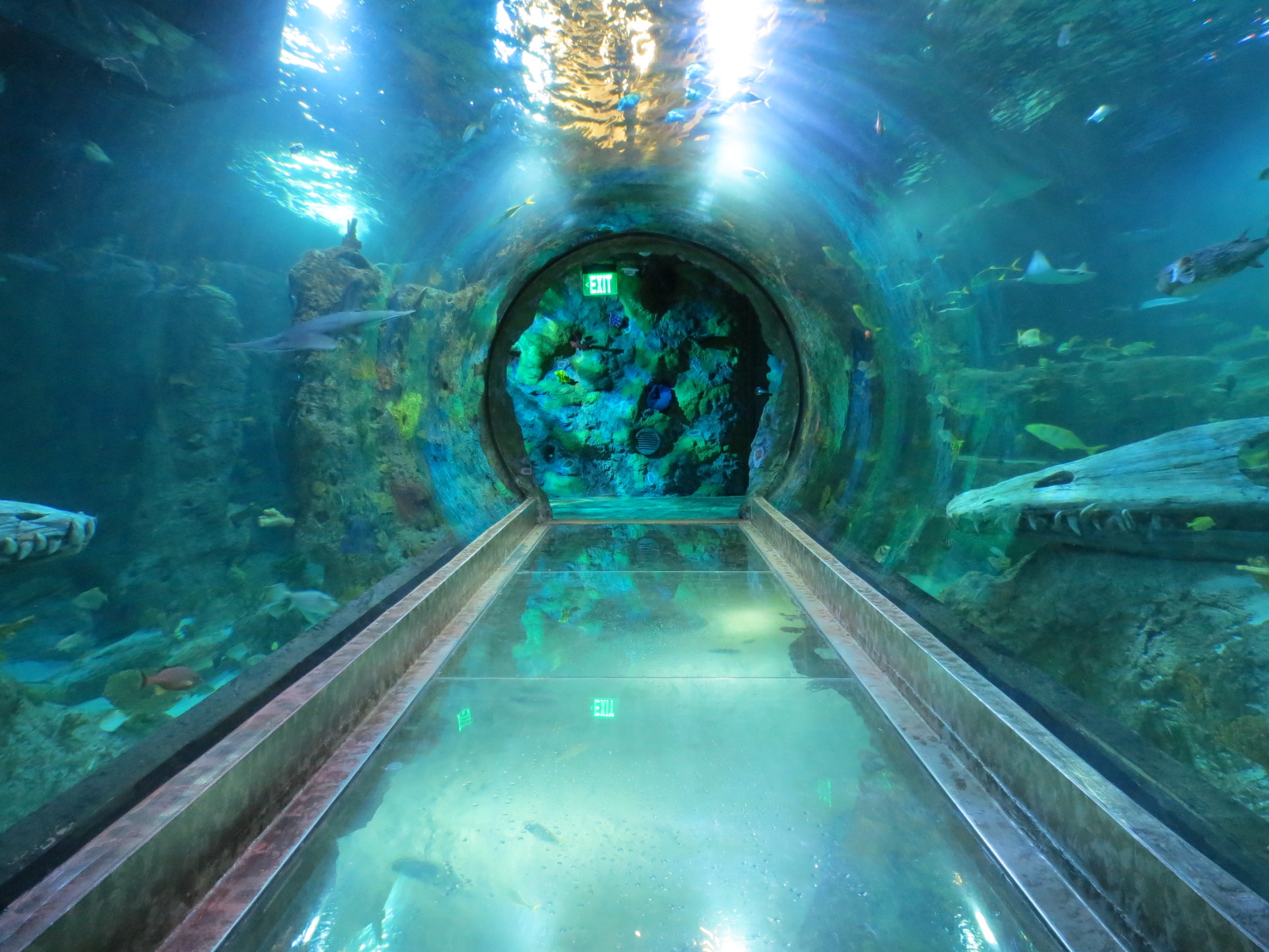 360-degree Ocean Tunnel - First Tunnel