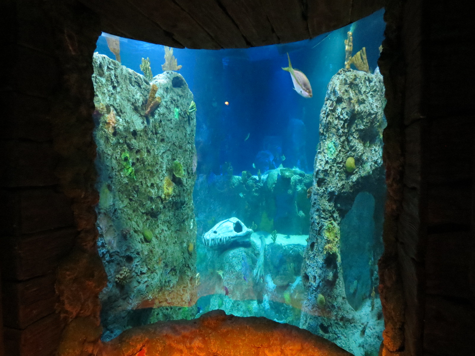 360-degree Ocean Tunnel - First View