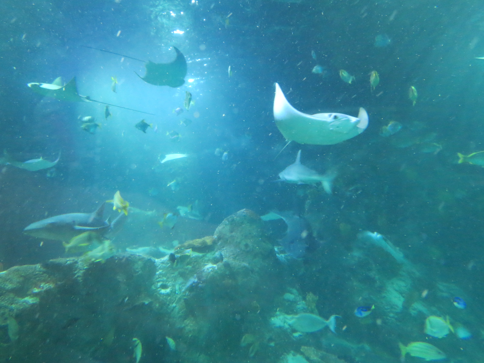 360-degree Ocean Tunnel - Interior