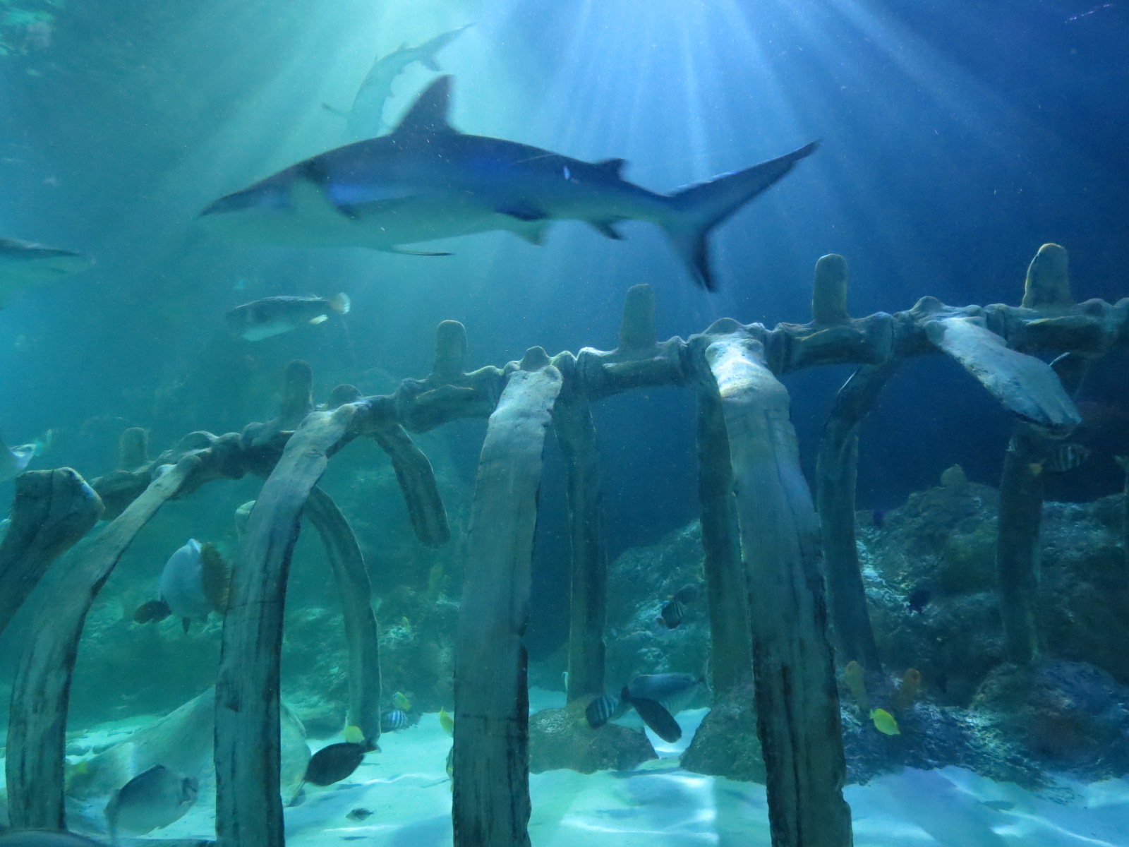 360-degree Ocean Tunnel - Interior
