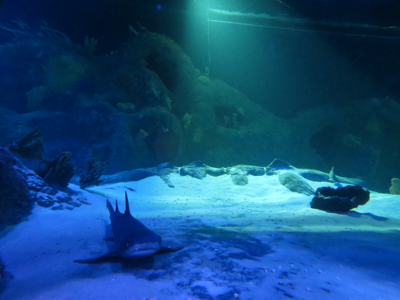 360-degree Ocean Tunnel - Interior