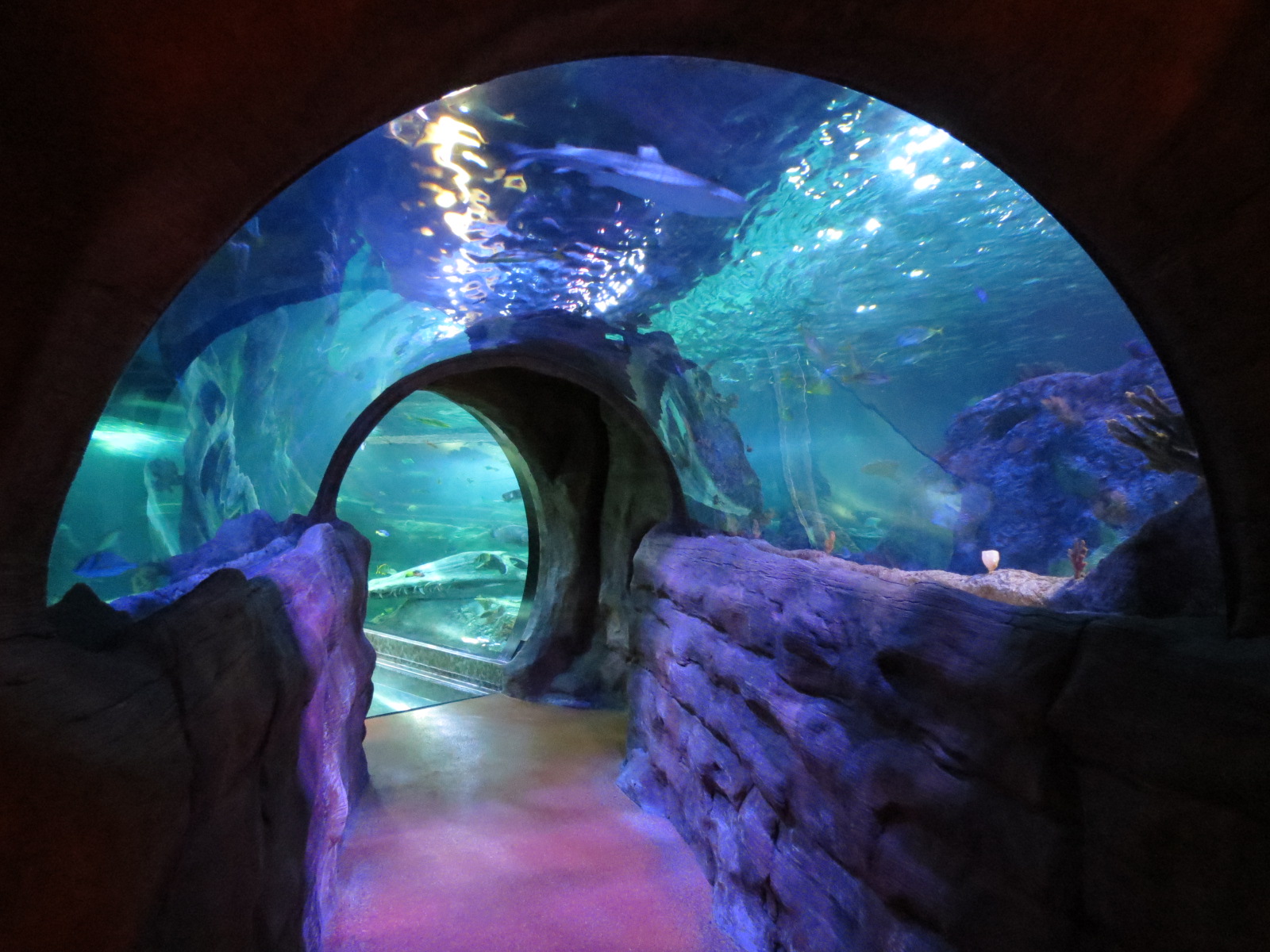 360-degree Ocean Tunnel - Second Tunnel