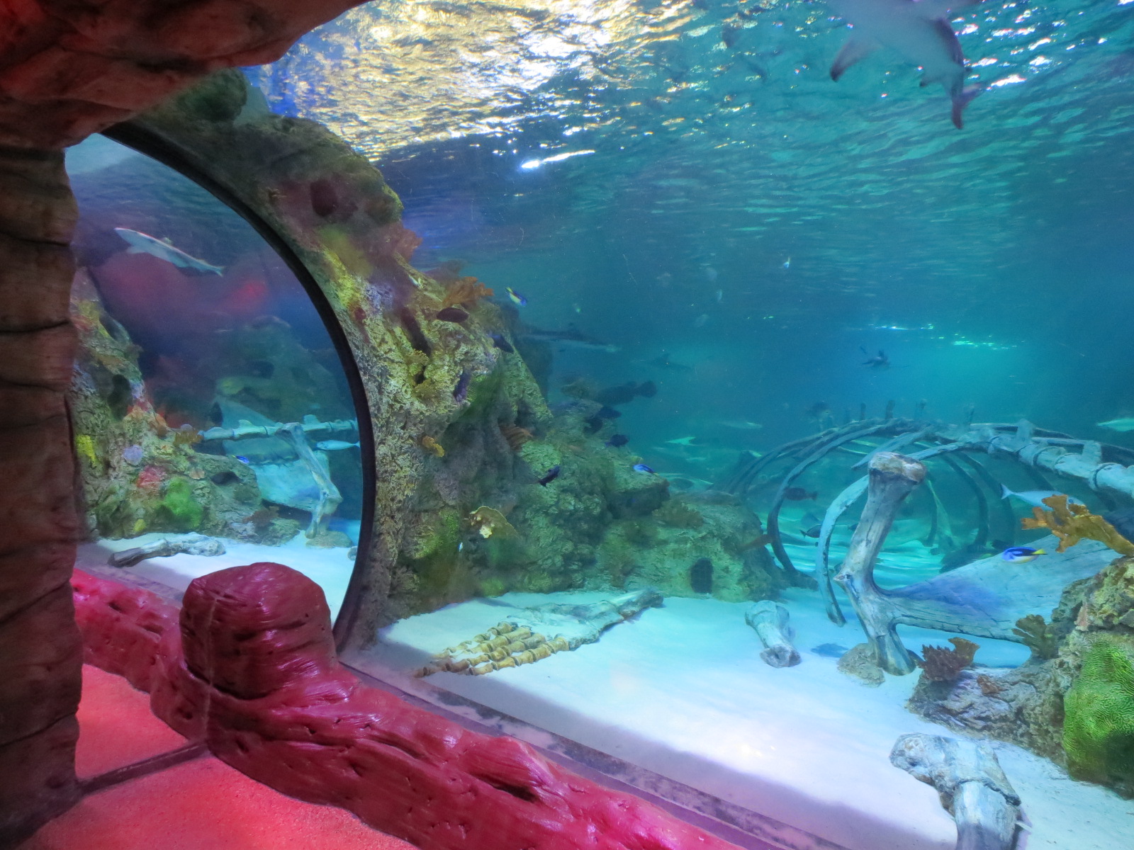 360-degree Ocean Tunnel - View from Dinosaur Dive Room