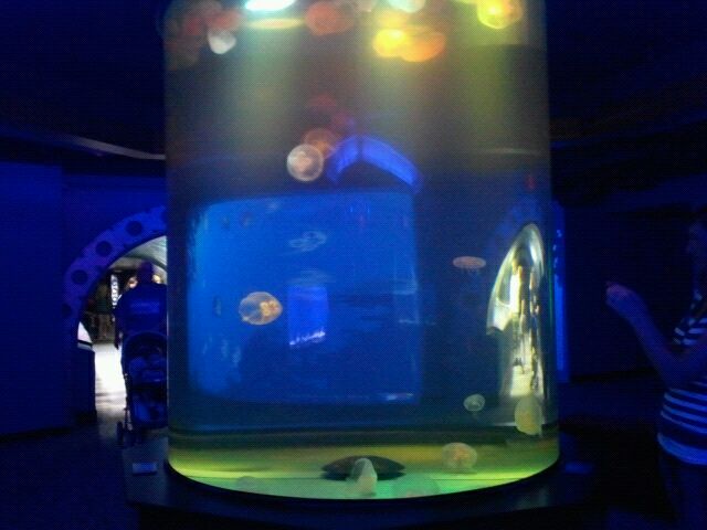 360 dg. Moon jellyfish tank