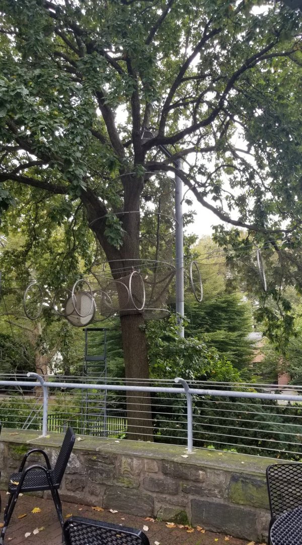 360 tree next to Impala eating area