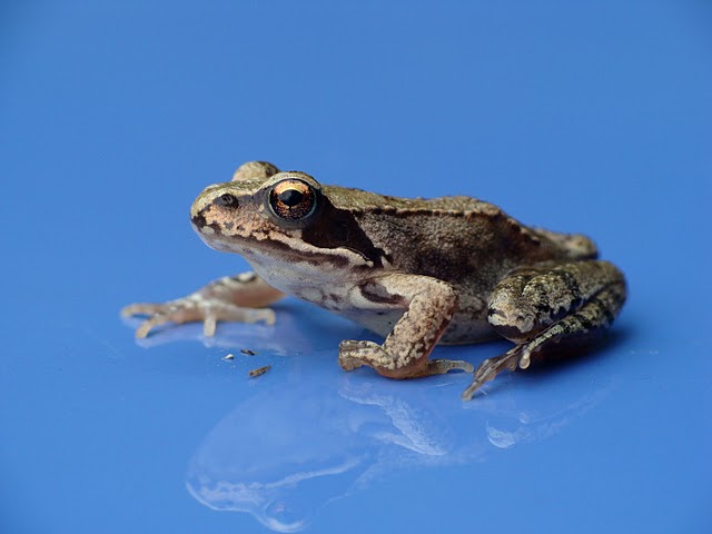 Żaba trawna (Rana temporaria)