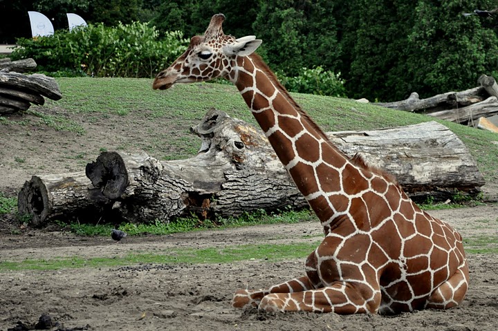 Żyrafa (Giraffa camelopardalis)