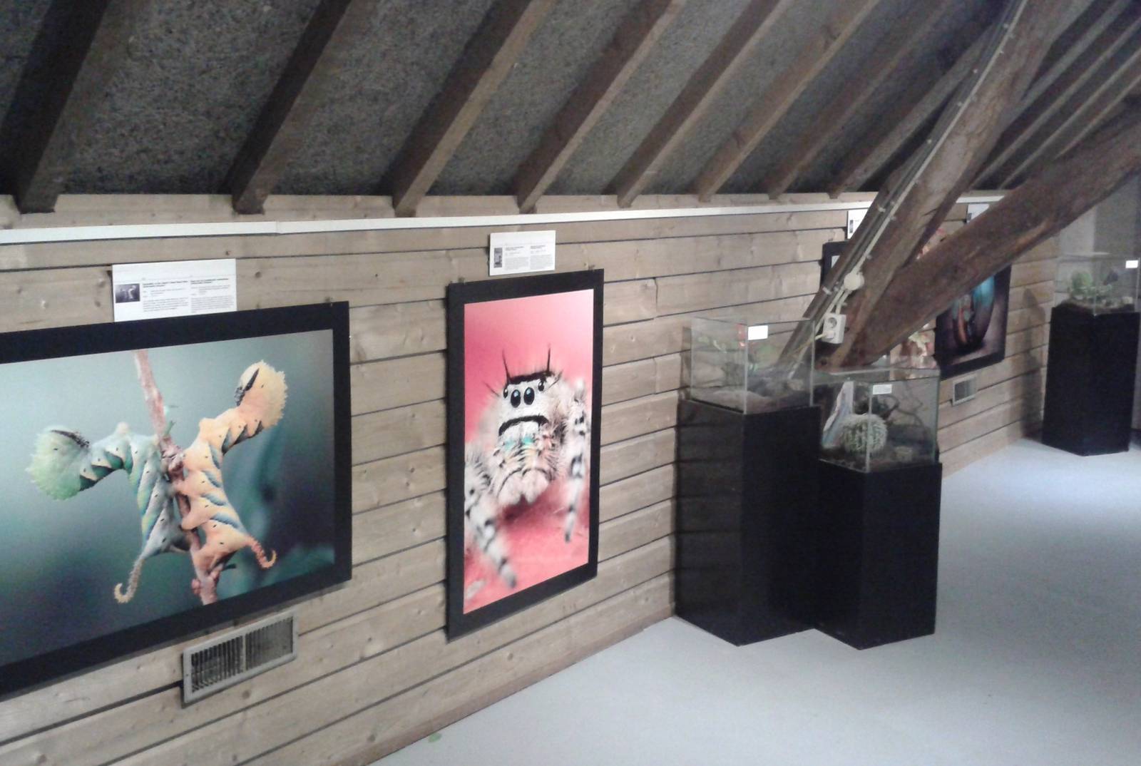 3D pictures at the insect exhibition