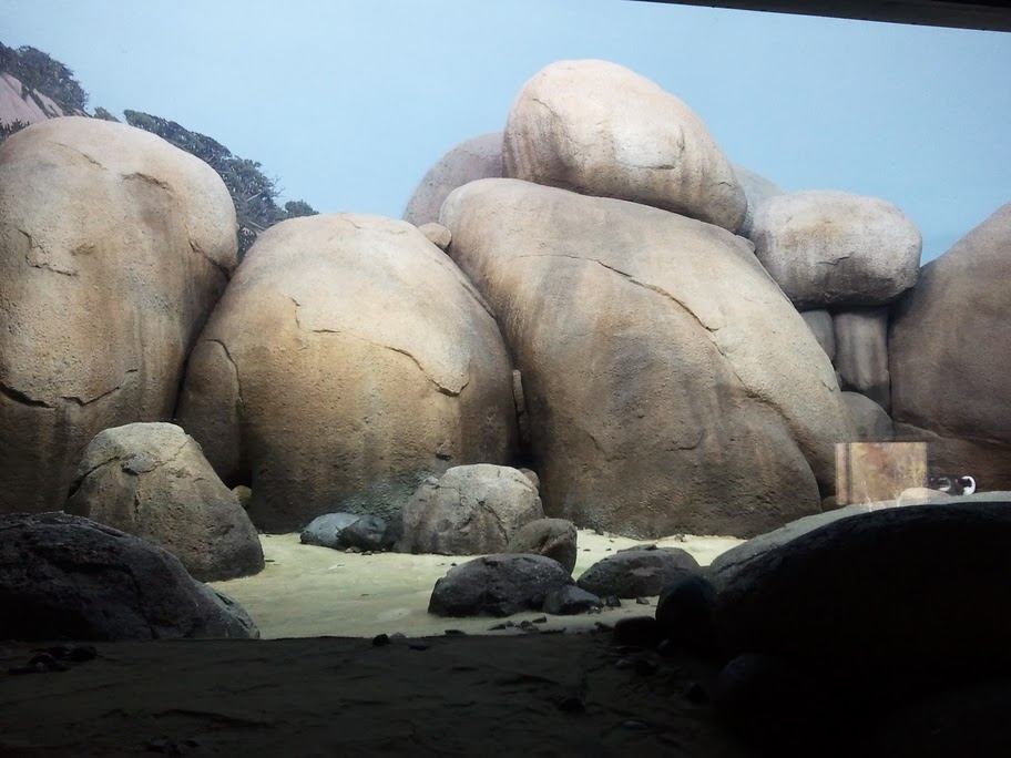 3M Penguins of the African coast