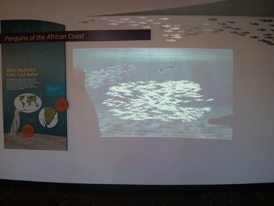 3M Penguins of the African coast