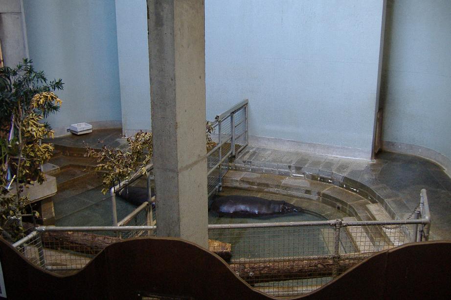 3nov RP pygmy hippo pool 1