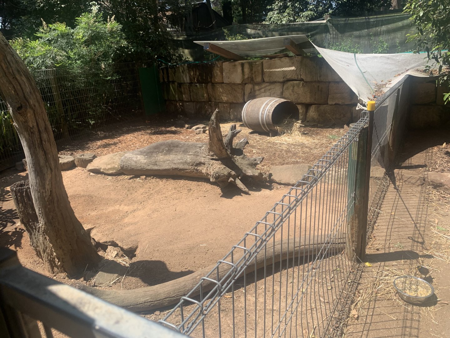 3rd Common Wombat exhibit (next to 2nd one)