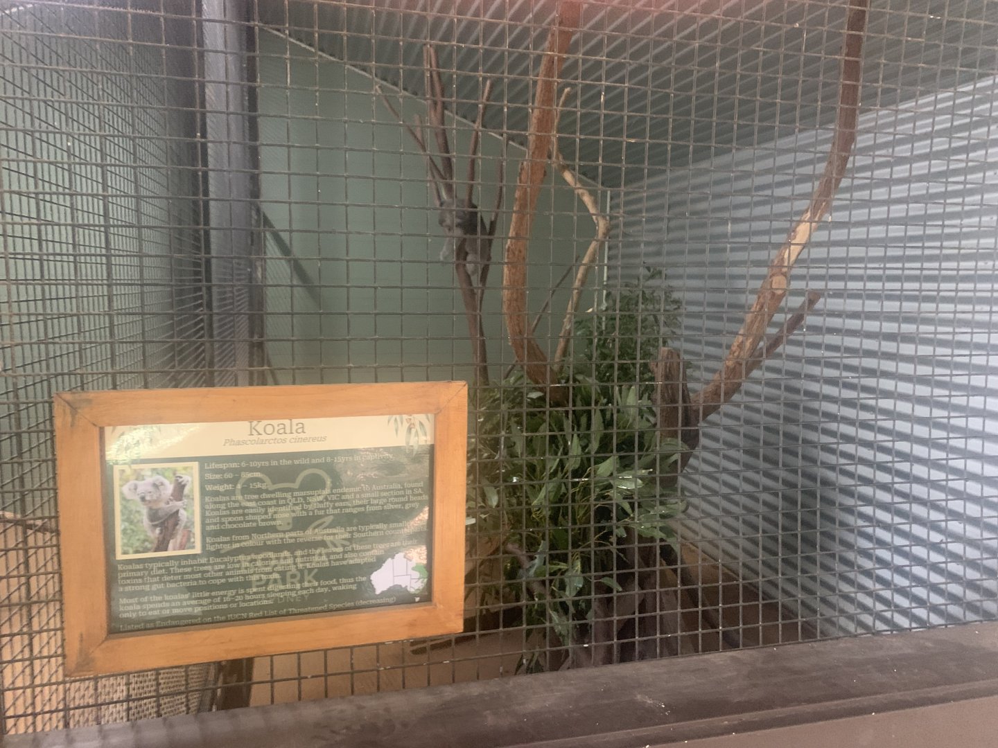 3rd Koala exhibit (1 Koala resident)