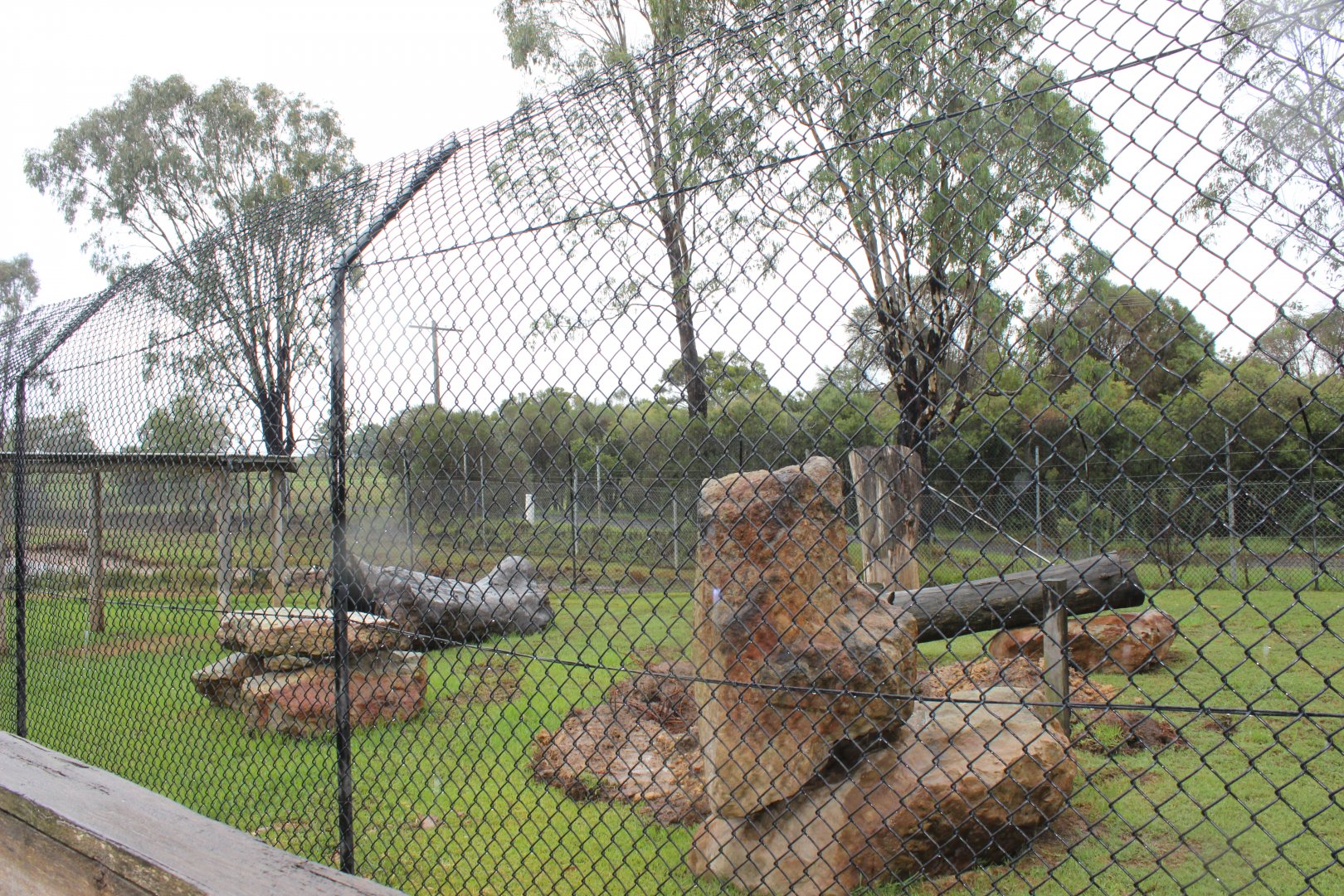3rd Maned Wolf enclosure