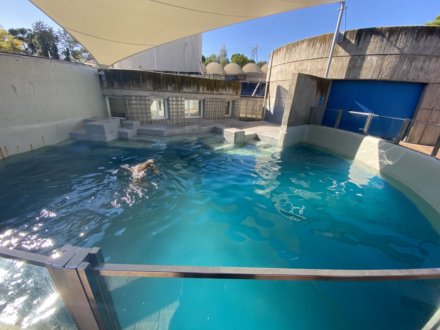 3rd Patagonian sea lion enclosure