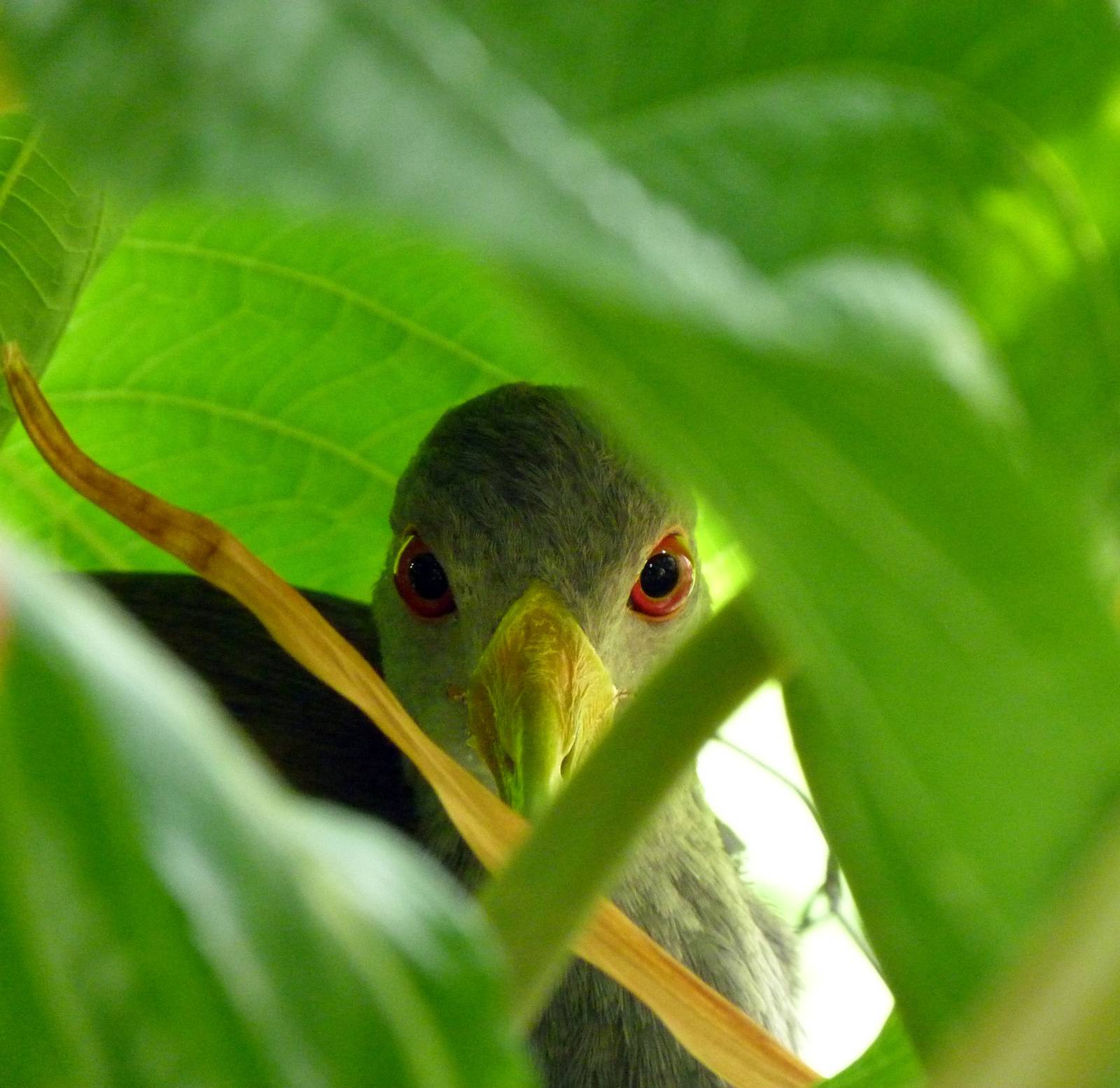 3rd Place Winner - Gray Necked Woodrail