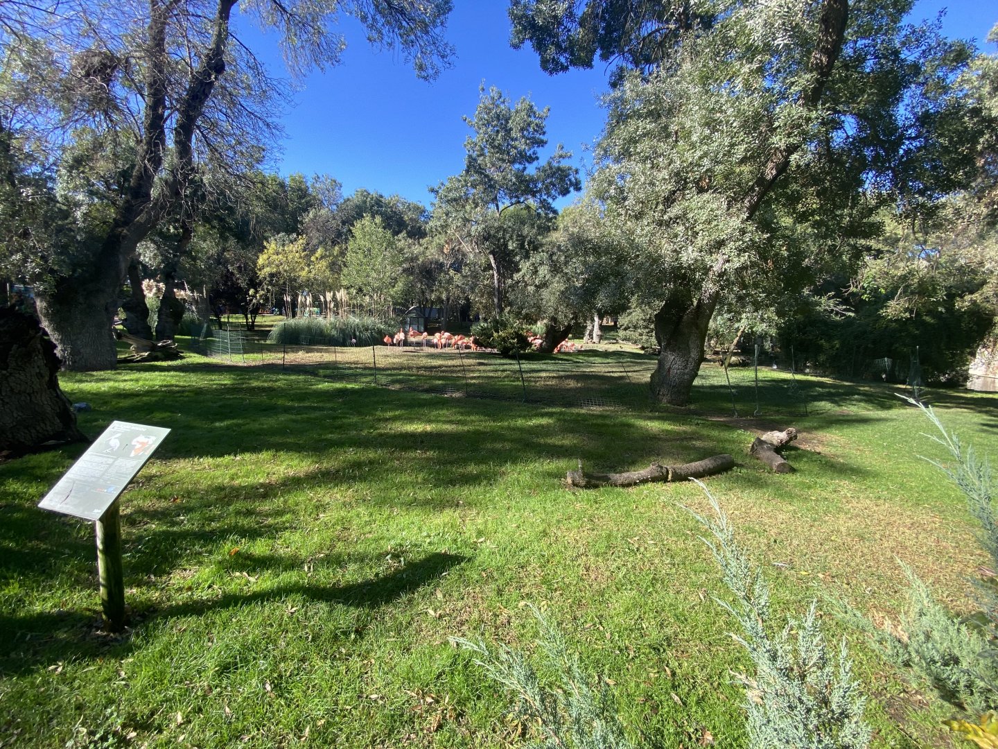 3rd view of flamingo enclosure