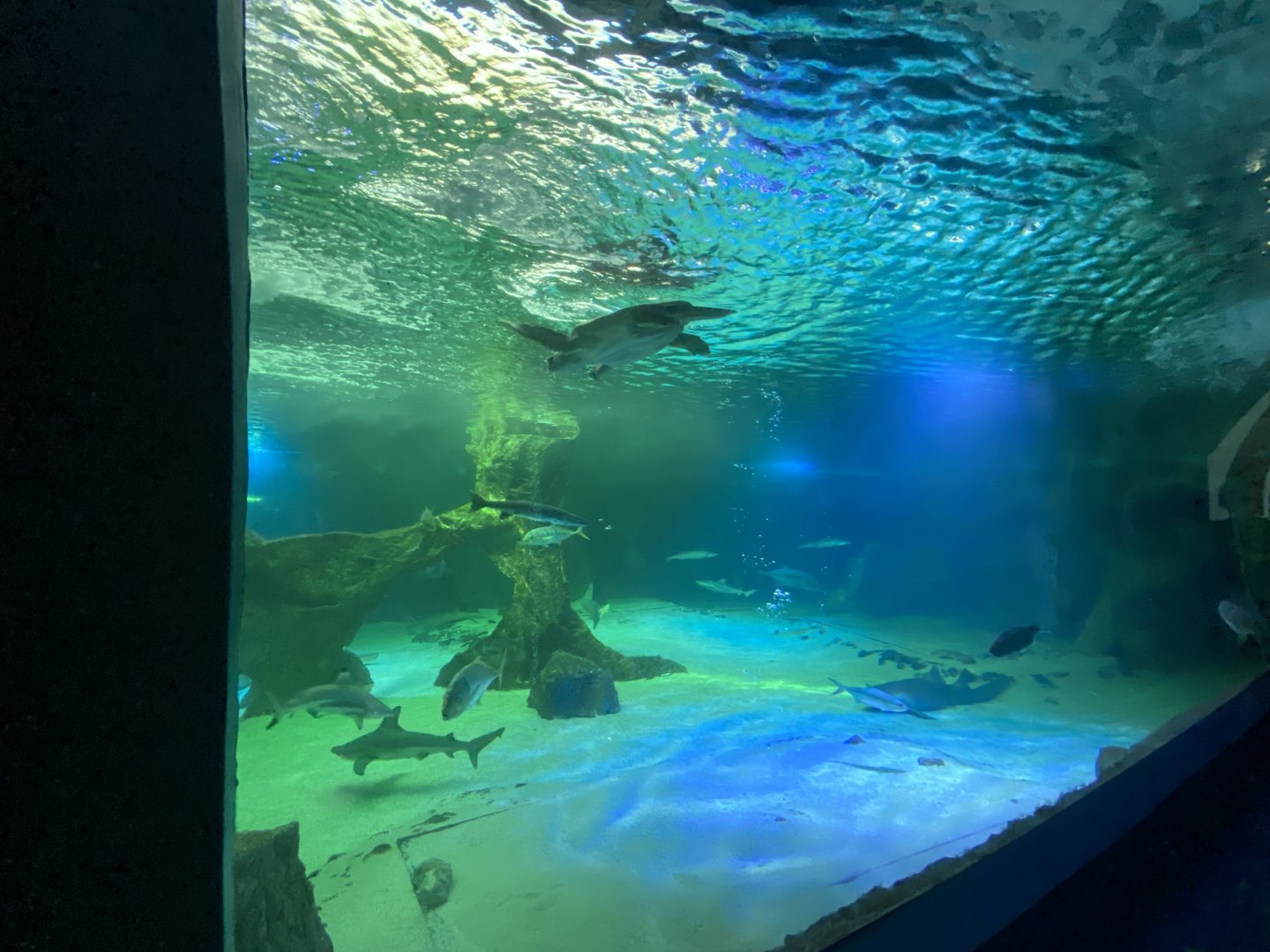 3rd view of main aquarium