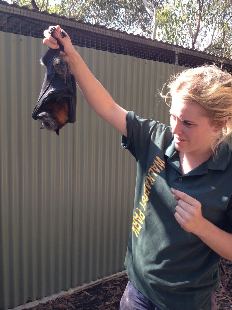 4:00 pm Flying-fox Feed Time