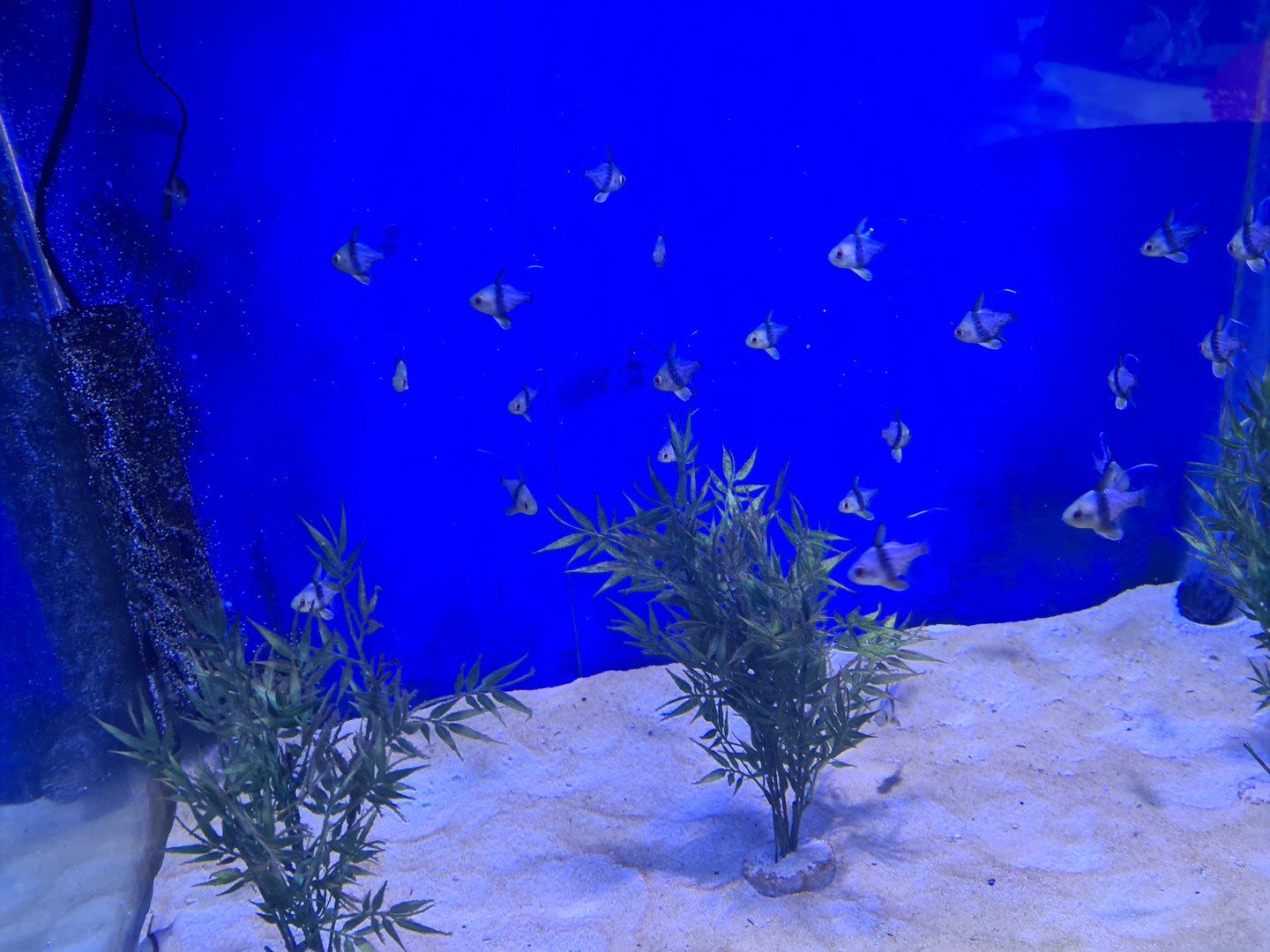 4 1/2 room - Fish nursery