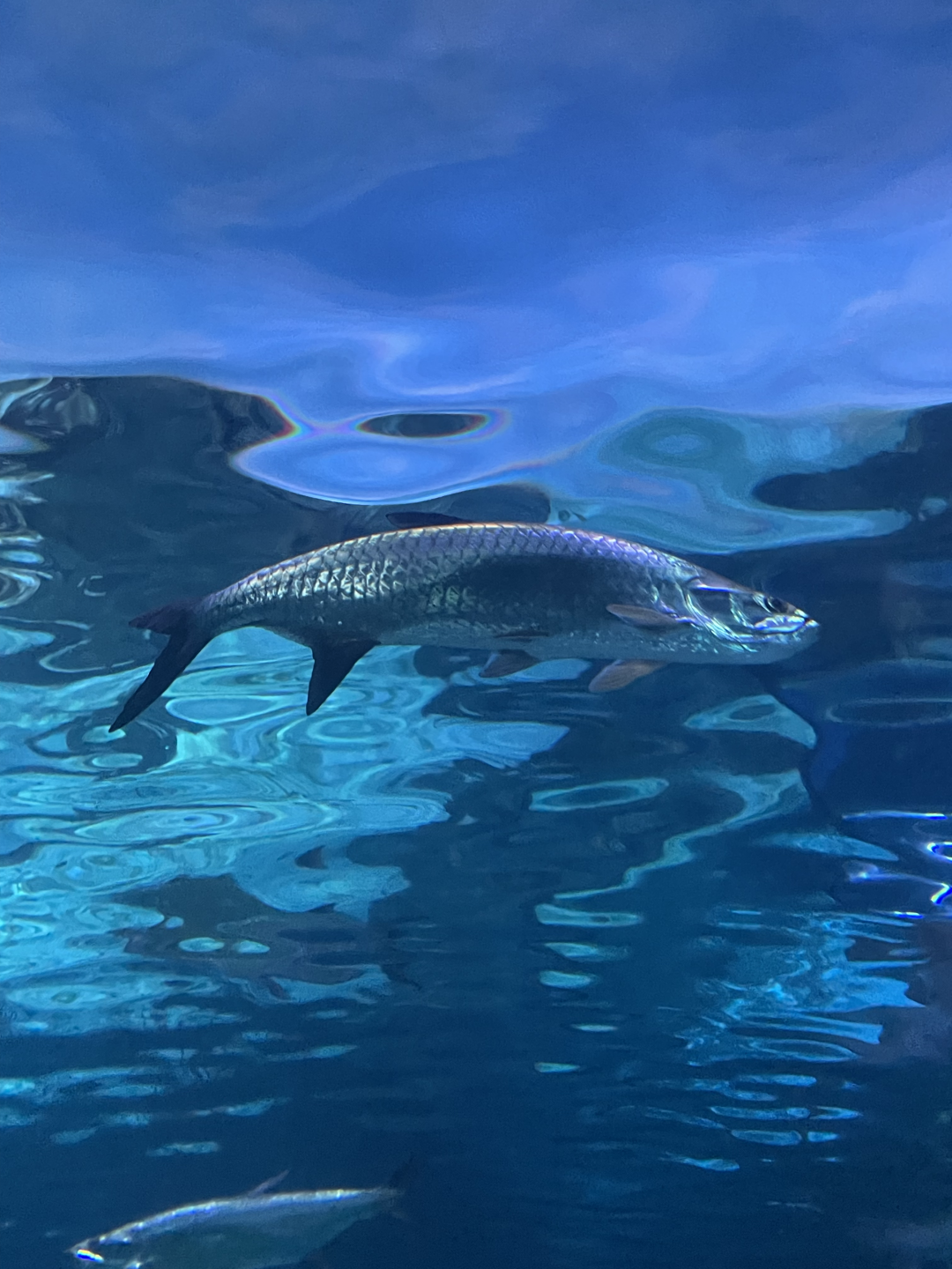 4/1/2025 - Atlantic Tarpon