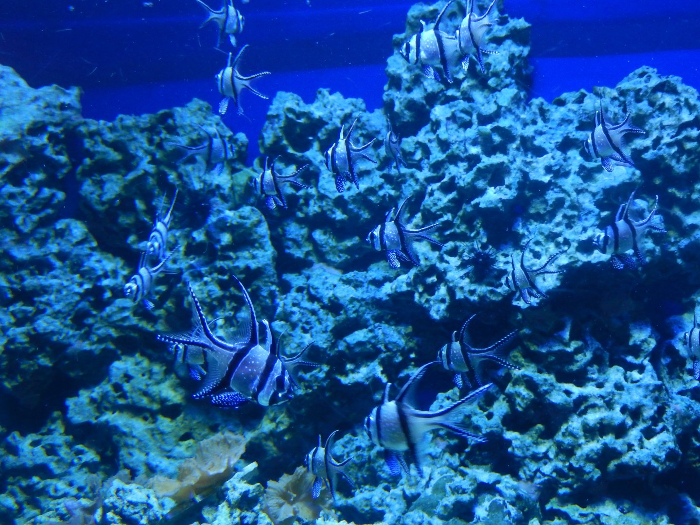 4/1/2025 - Banggai Cardinalfish