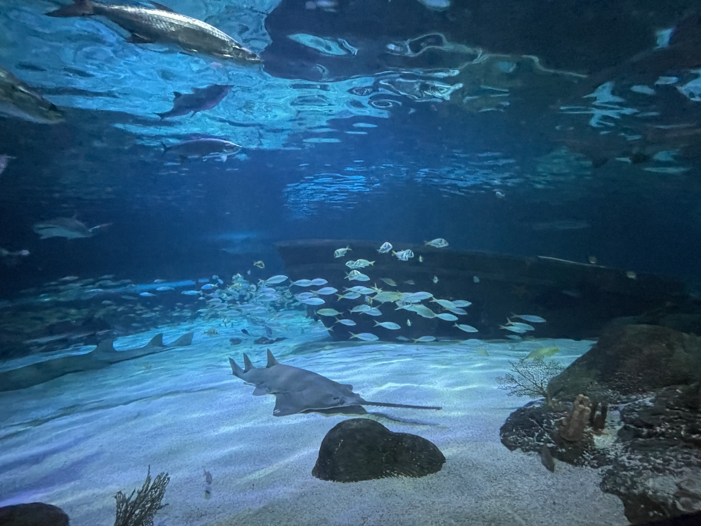 4/1/2025 - Dangerous Reef General View