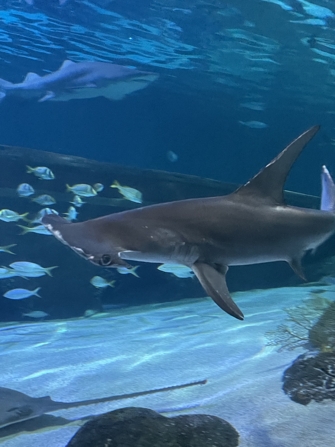 4/1/2025 - Great Hammerhead